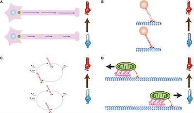 Temperature-Dependent Activity of Motor Proteins: Energetics and Their Implications for Collective Behavior